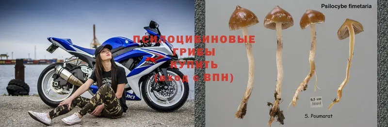 магазин продажи наркотиков  Касимов  Галлюциногенные грибы Psilocybe 